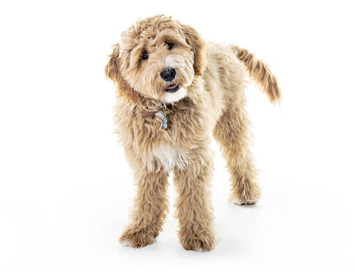 Goldendoodle Dog Breed Information | Purina